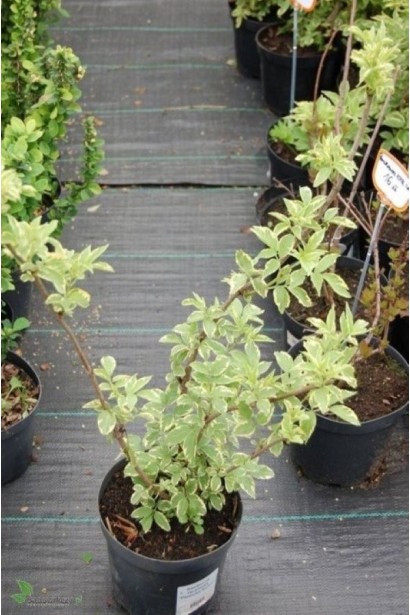 Бузина чорна Варієгата в контейнері 3 л